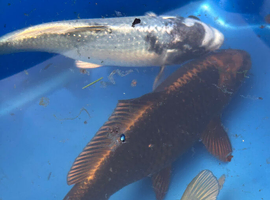 5-6 inch Koi