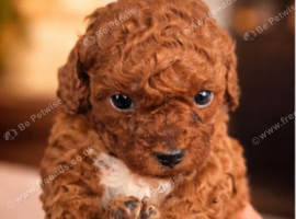 Stunning Red Cavapoo Puppies - 2 Boys and 1 Girl Available
