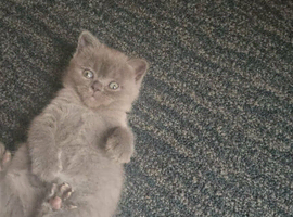 British short hair kiten
