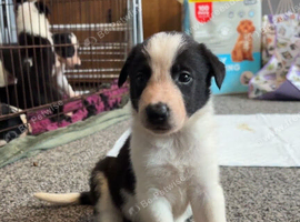 1 boy left ready now!