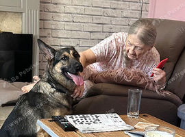 2 year old working line German shepherd
