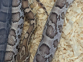 Baby Anery corn snake