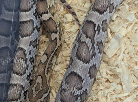 Baby Anery corn snake with or without setup