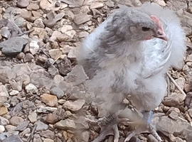 French Silver Lavender Marans  Young Cocks