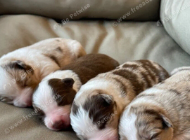 Beautiful litter of Border Collies