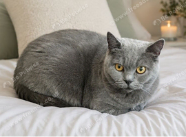 BSH for sale
