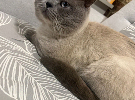 British shorthair