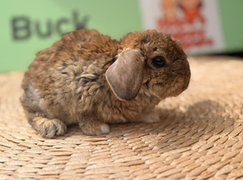 Plush lop & plush carriers