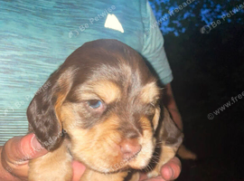 Boy king Charles cocker spaniel