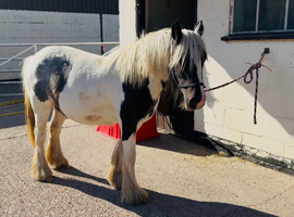 Cute little cob filly