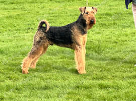 Hairy Dales Dog Grooming Home of Hand Stripping