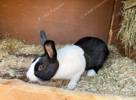 Male Dutch Rabbit For Sale