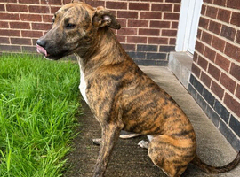 Lady 9 month old