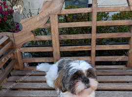 Rehome