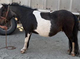 Registered mini mare