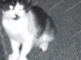 160 pound 3 kittens I can't have them to family health come with litter tray litter food toys brand new collers just want back what I paid thee