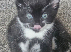 Kittens