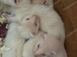 Albino kits