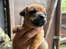 Jack Russell puppy&rsquo;s for sale