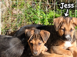 Border collie X Huntaway Girls