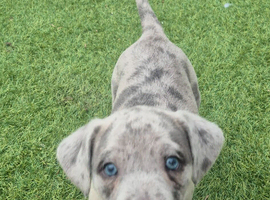 5 beautiful puppies