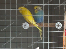 Breeding pair