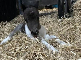 Stunning miniature shetland colt