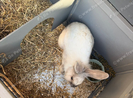 Free Rabbit
