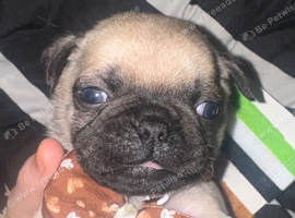chunky pug puppies
