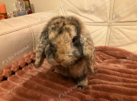 Male neutered mini lop
