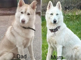Husky-hybrid, Utonagan puppies for sale