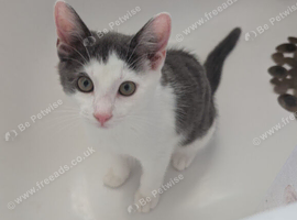 Gray and white cat
