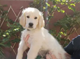 Little Bailey