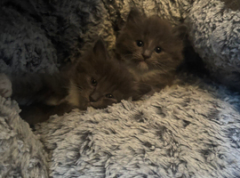 Ragdoll cross Russian blue