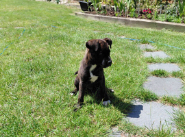 American bull x akita