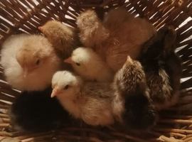 Day old chicks and older