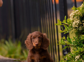 LONG HAIR MINIATURE DACHSHUND KC REG READY TO LEAVE