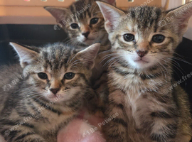 Tabby kittens