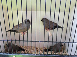 Charcoal zebra finches