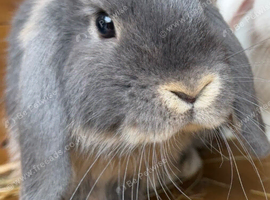 2 female mini lop rabbits