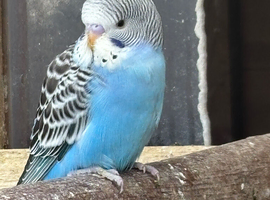 Young Budgies&rsquo;s for sale