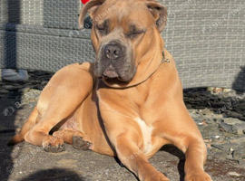 2year old female cane corso