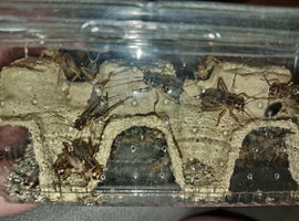Silent cricket