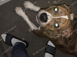 Dog to be rehomed