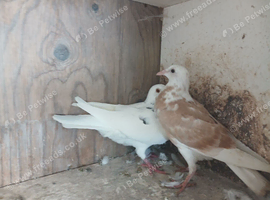 14 this years racing pigeons nice reds one black and white