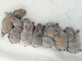 Mini lop babies