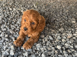 Gorgeous red cockapoo puppy&rsquo;s