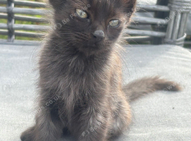 Ragdoll cross