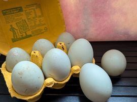 Runner Duck hatching fertile eggs