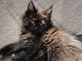 Tica registered x 3 boy black smoke maine coon
